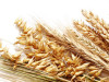 Цены на украинскую пшеницу стремительно растут